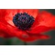 Mohn