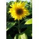 Sonnenblume 2