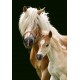 Haflinger