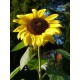 Sonnenblume 1